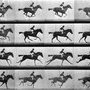 Eadweard Muybridge, Sallie gardner at a gallop, 1878